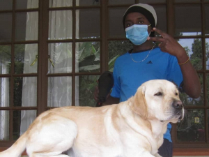 gabriel-gitau-dog-grooming-business-kenya-grooming-golden-retriever-on-table