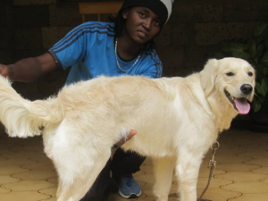 gabriel-gitau-local-dog-groomer-kenya-holding-labrador-retriever