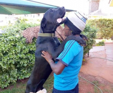 gabriel-gitau-pet-grooming-kenya-hugging-great-dane