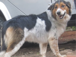 australian-shepherd-smiling-after-cut-dog-grooming-home-service-kenya
