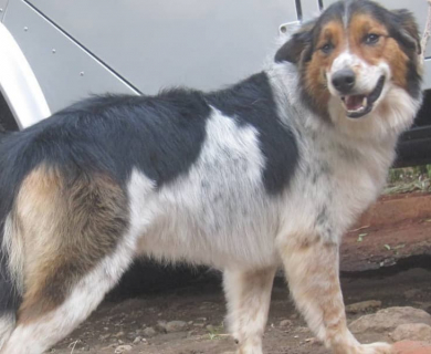 australian-shepherd-smiling-after-cut-dog-grooming-home-service-kenya