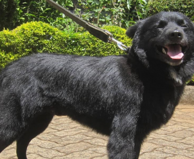 black-labrador-smiling-after-cut-dog-haircut-kenya