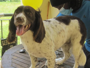 french-spaniel-smiles-after-cut-dog-hair-trimmers-kenya