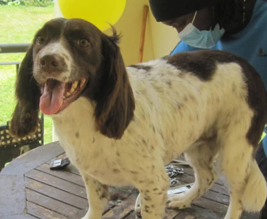 french-spaniel-smiles-after-cut-dog-hair-trimmers-kenya