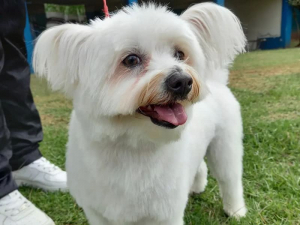 white-maltese-smiling-after-cut-best-home-dog-haircut-kenya
