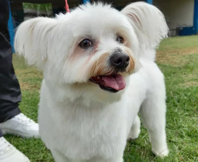 white-maltese-smiling-after-cut-best-home-dog-haircut-kenya