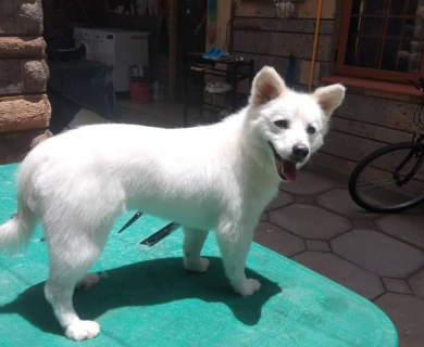 white-spitz-smiling-after-haircut-best-dog-grooming-kenya