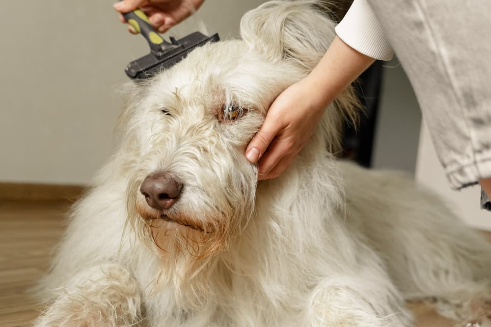 Brush your Dog at Home - Home Grooming