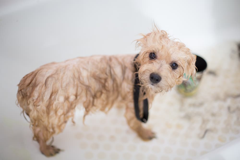 Dog Grooming - Dog Bath Time