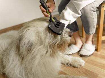 Home Dog Grooming Tips for Dog Owners