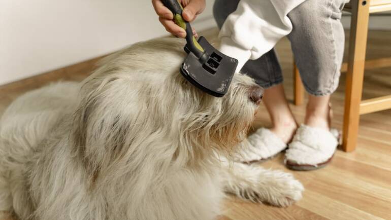 Home Dog Grooming Tips for Dog Owners