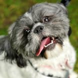small-black-and-white-pekingese-with-tongue-out.jpg